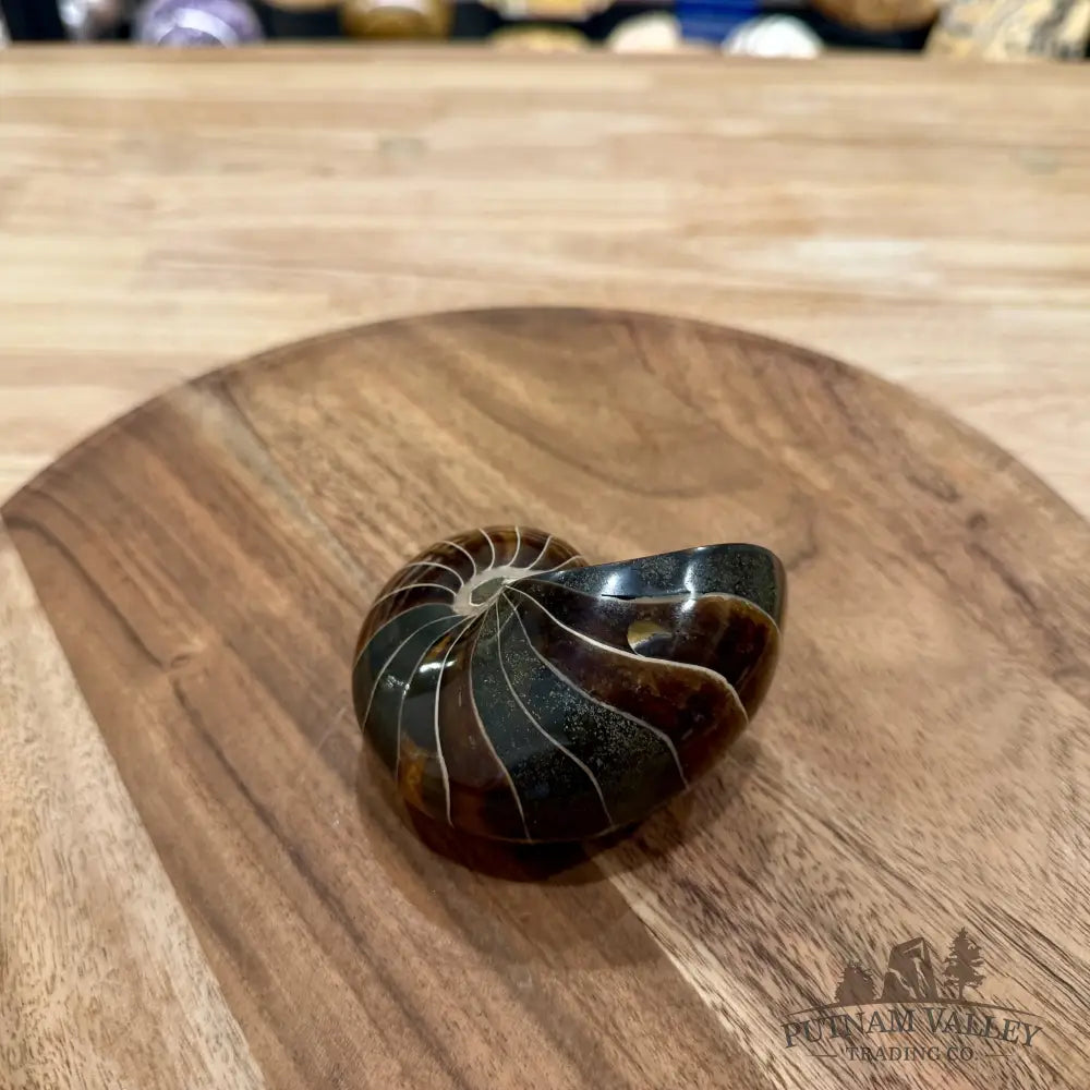 Reserve Polished Nautilus Cymatoceras Fossil 3.36’’ - Fossil Specimen