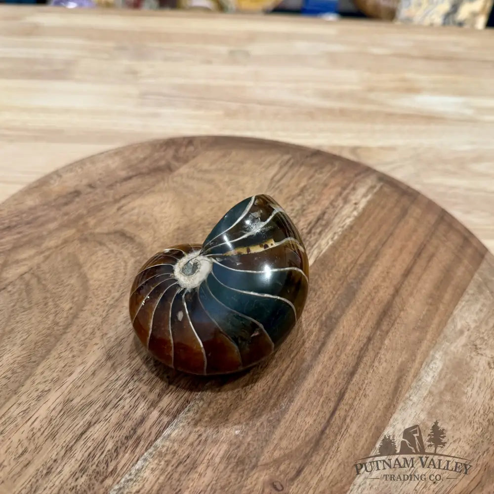 Reserve Polished Nautilus Cymatoceras Fossil 3.37’’ - Fossil Specimen