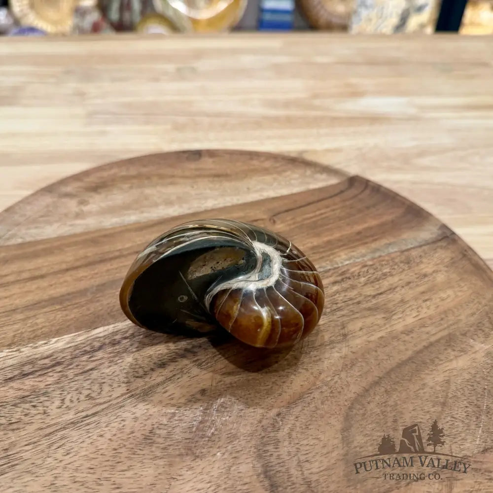 Reserve Polished Nautilus Cymatoceras Fossil 3.37’’ - Fossil Specimen