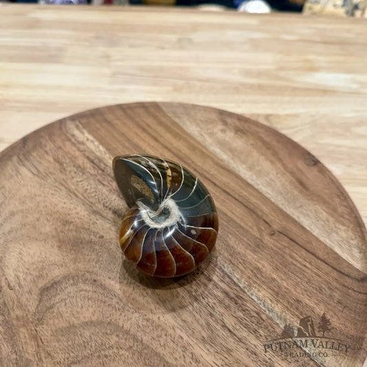 Reserve Polished Nautilus Cymatoceras Fossil 3.37’’ - Fossil Specimen