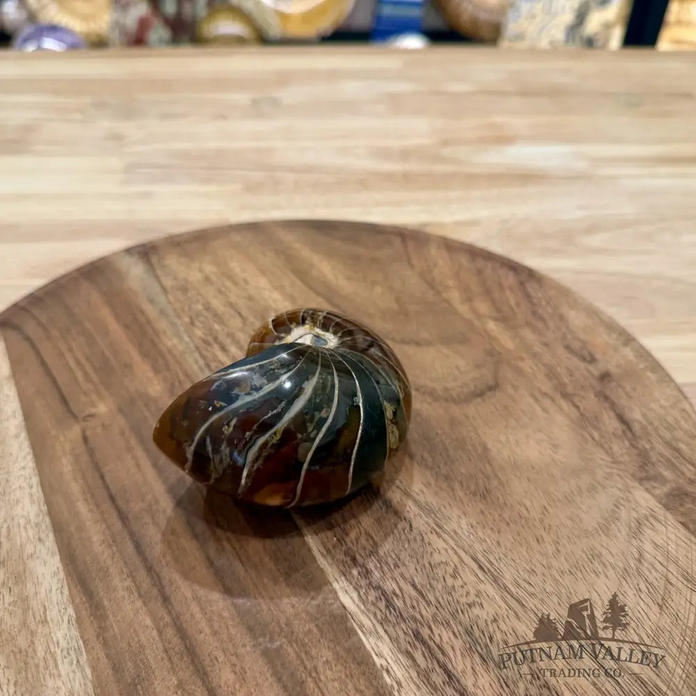 Reserve Polished Nautilus Cymatoceras Fossil 3.37’’ - Fossil Specimen