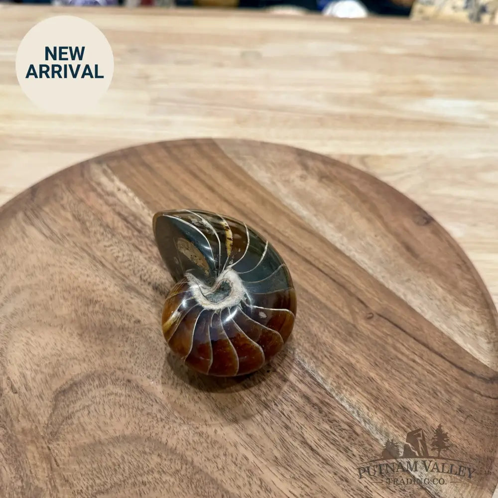 Reserve Polished Nautilus Cymatoceras Fossil 3.37’’ - Fossil Specimen