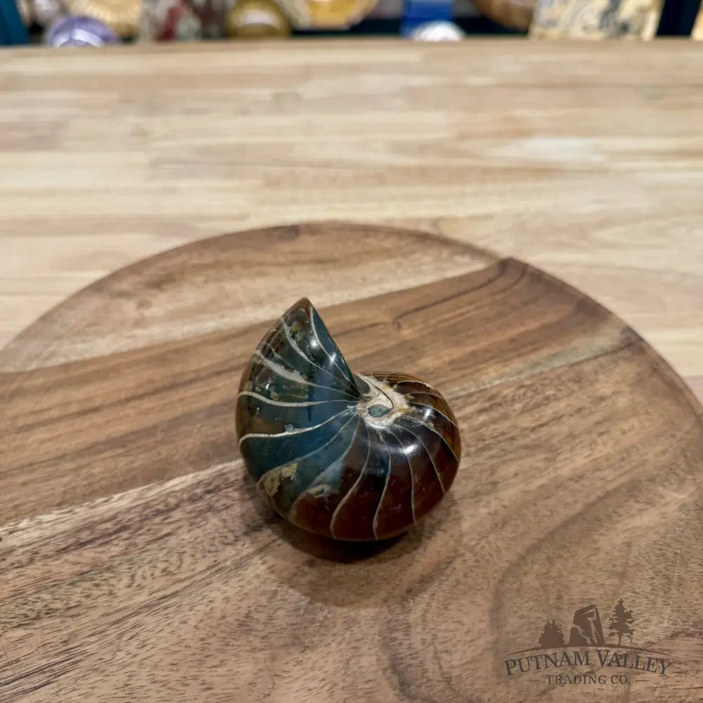 Reserve Polished Nautilus Cymatoceras Fossil 3.37’’ - Fossil Specimen