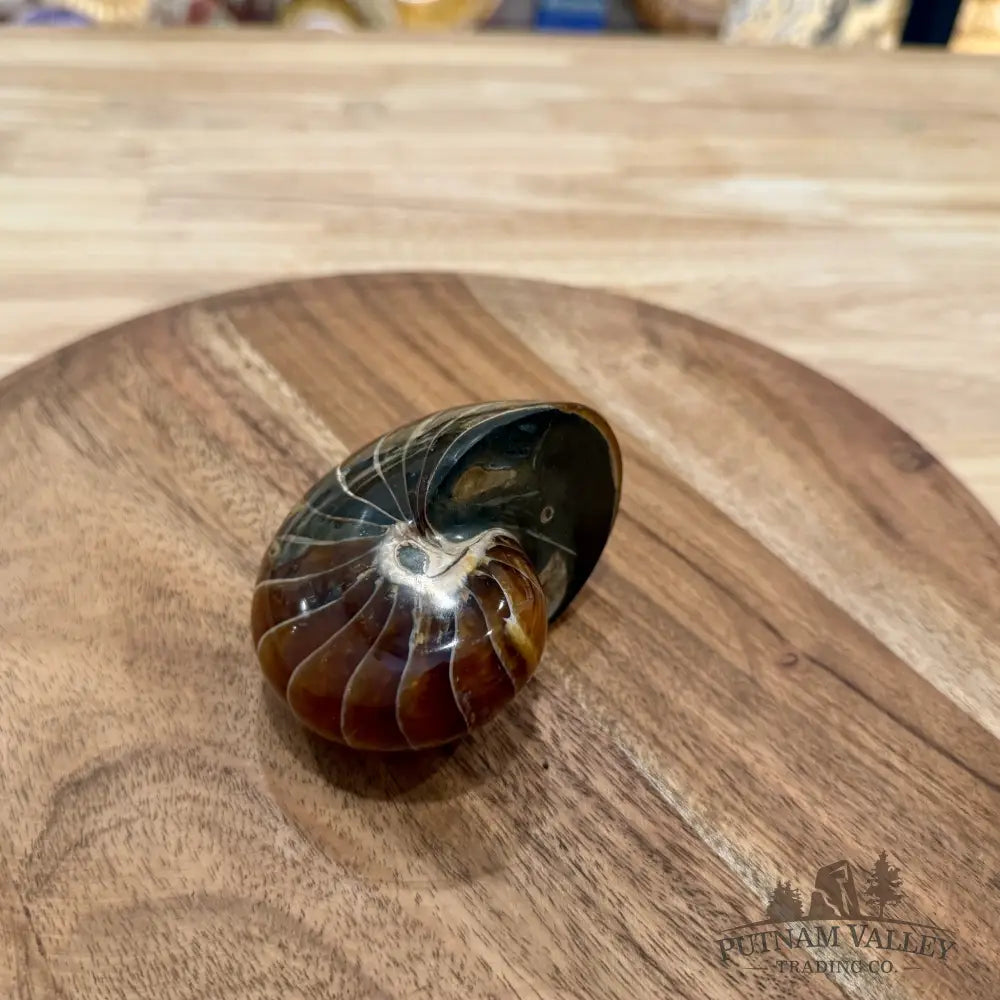 Reserve Polished Nautilus Cymatoceras Fossil 3.37’’ - Fossil Specimen