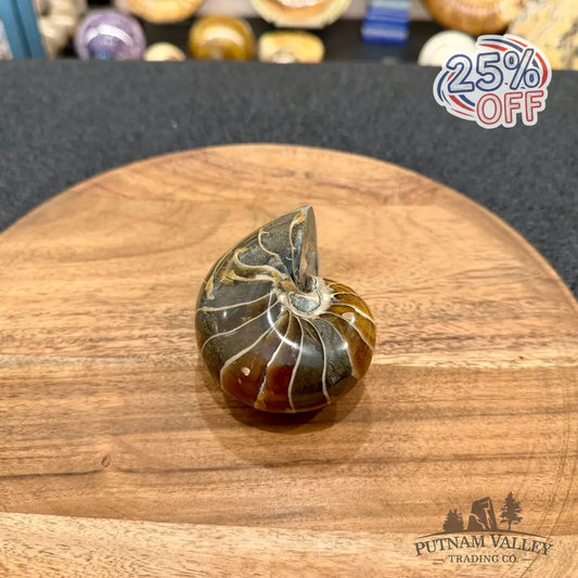 Reserve Polished Nautilus Cymatoceras Fossil 3.39’’ - Fossil Specimen