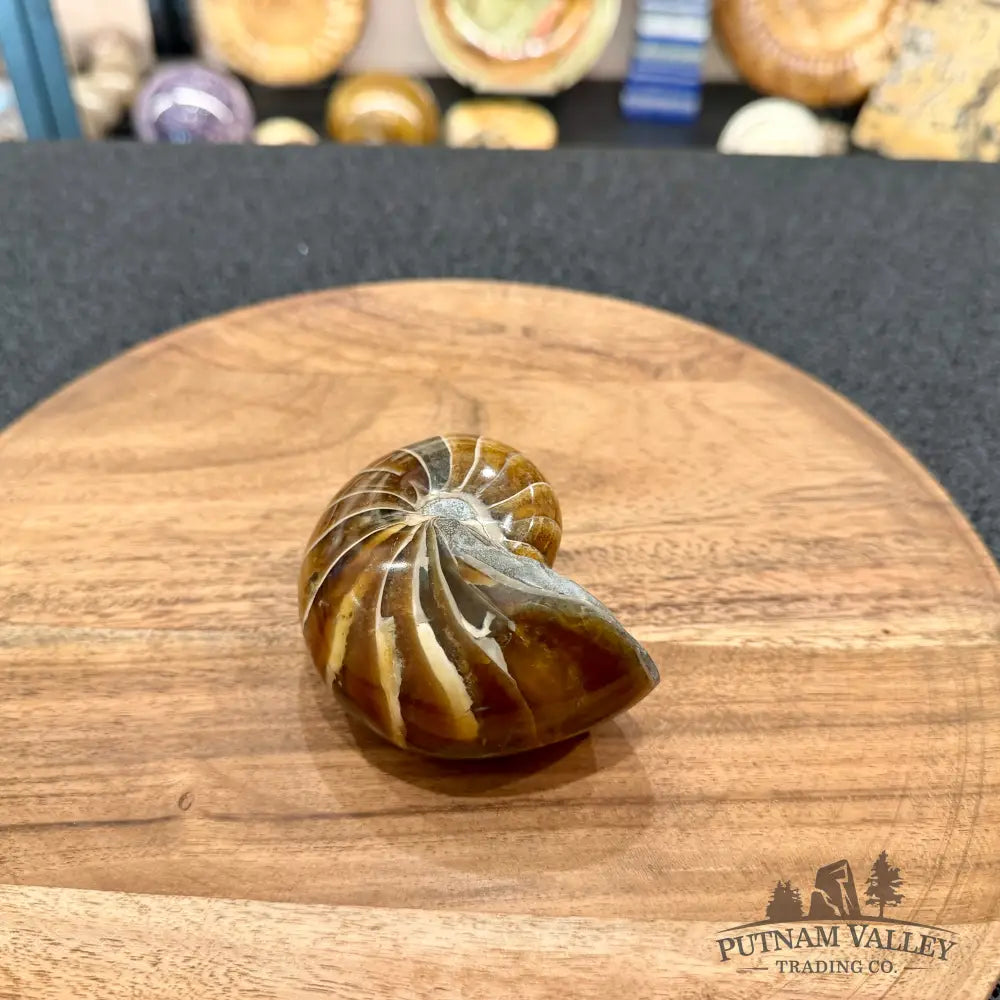 Reserve Polished Nautilus Cymatoceras Fossil 3.39’’ - Fossil Specimen