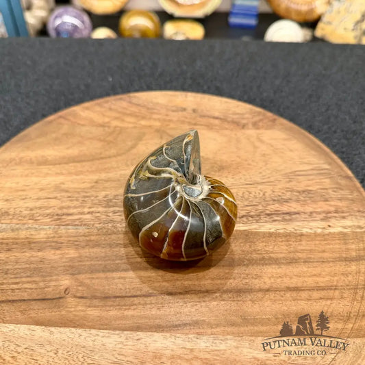 Reserve Polished Nautilus Cymatoceras Fossil 3.39’’ - Fossil Specimen