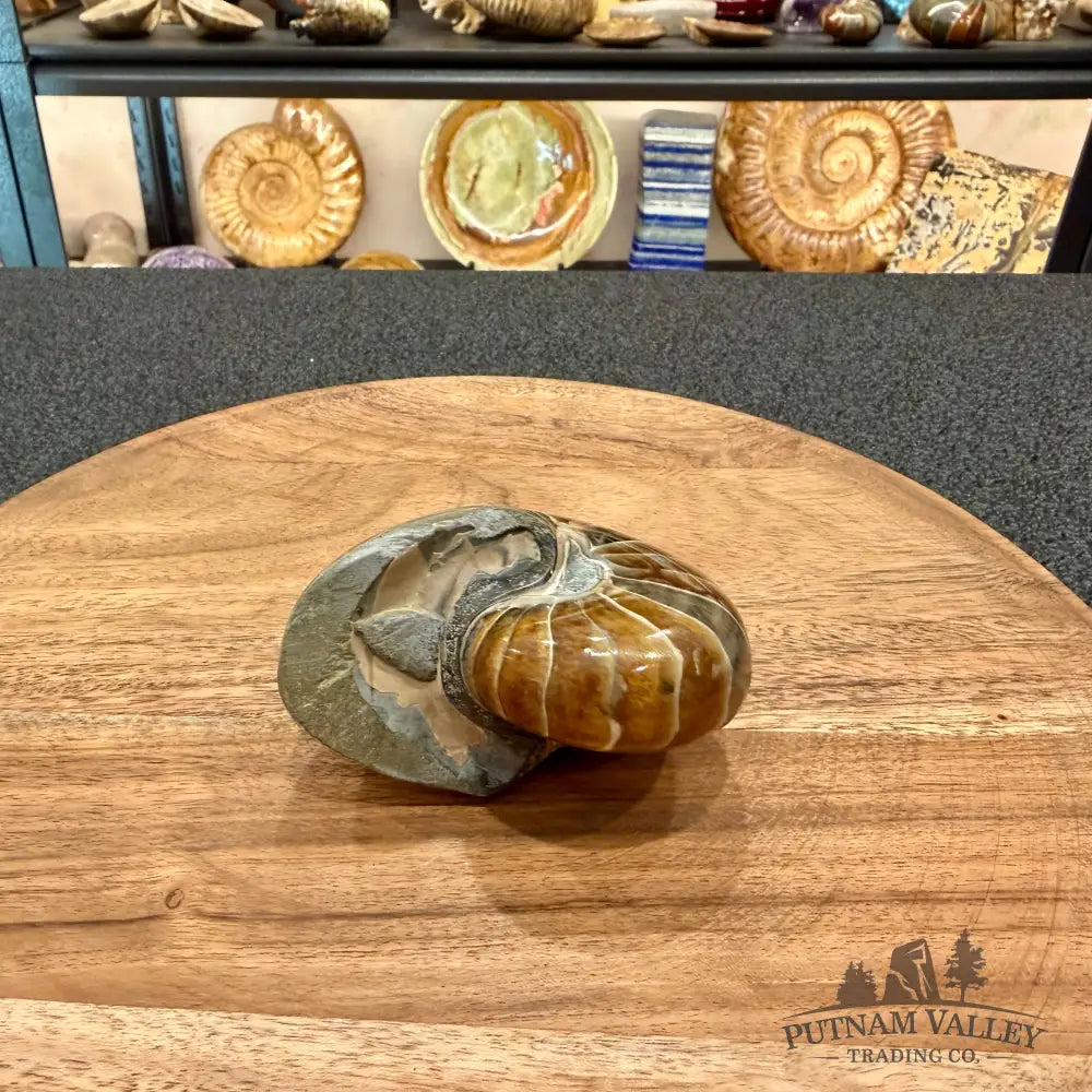 Reserve Polished Nautilus Cymatoceras Fossil 3.39’’ - Fossil Specimen