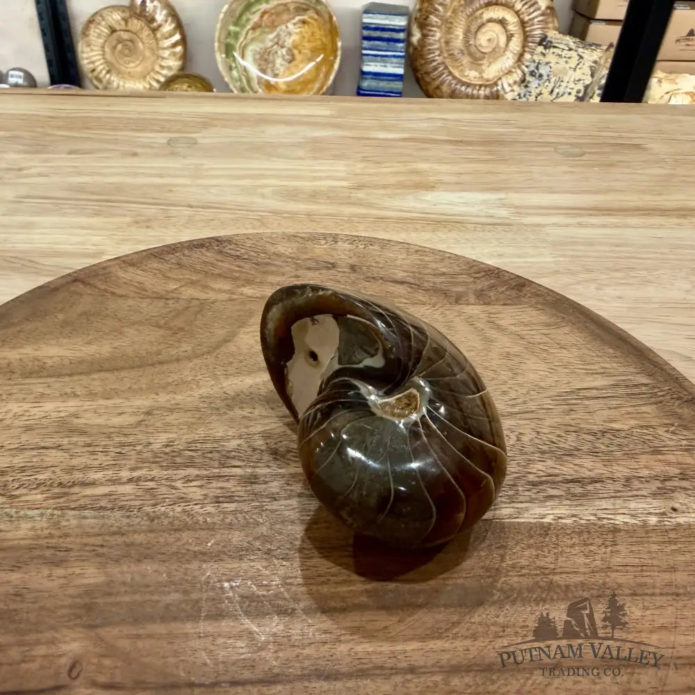 Reserve Polished Nautilus Cymatoceras Fossil 3.4’’ - Fossil Specimen