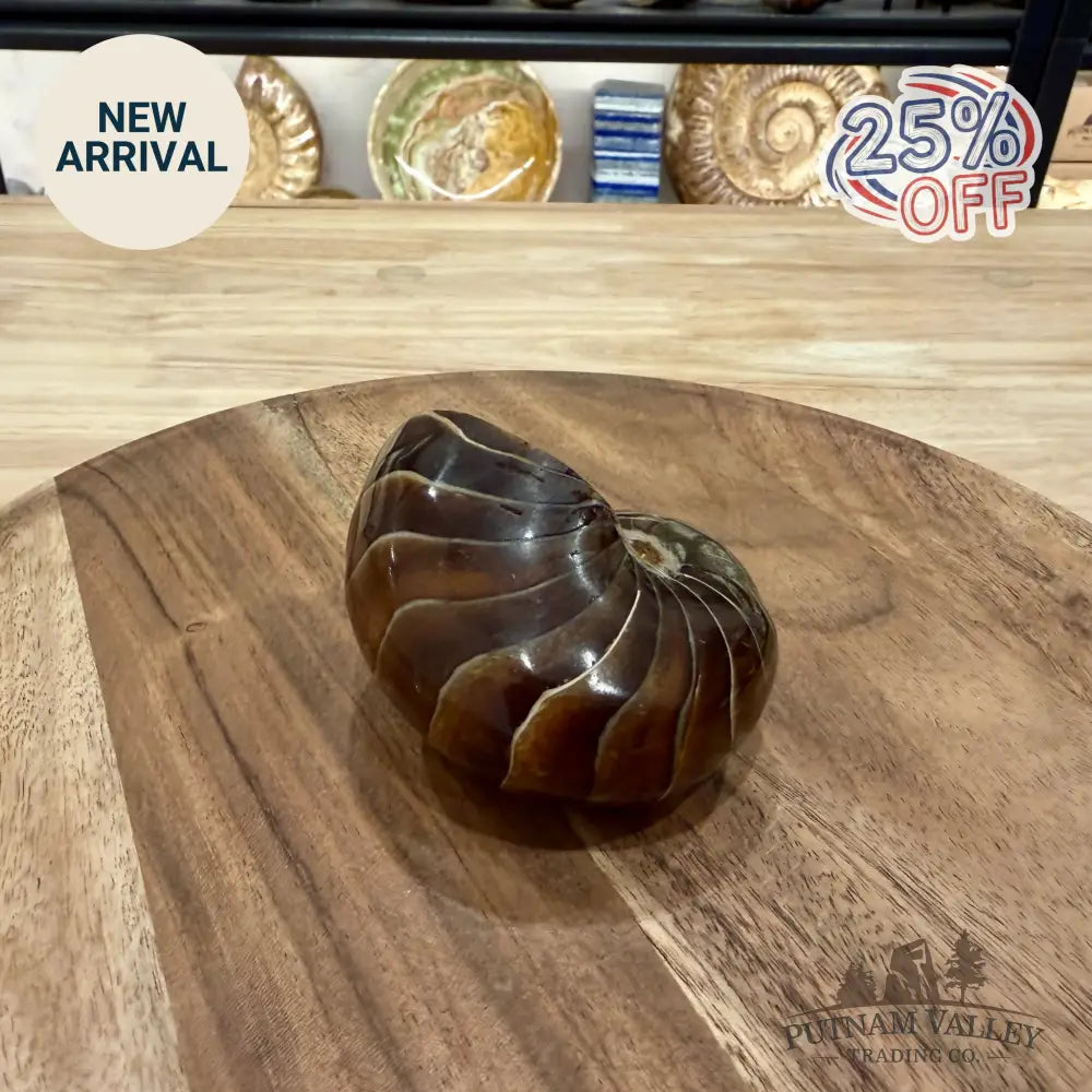Reserve Polished Nautilus Cymatoceras Fossil 3.4’’ - Fossil Specimen
