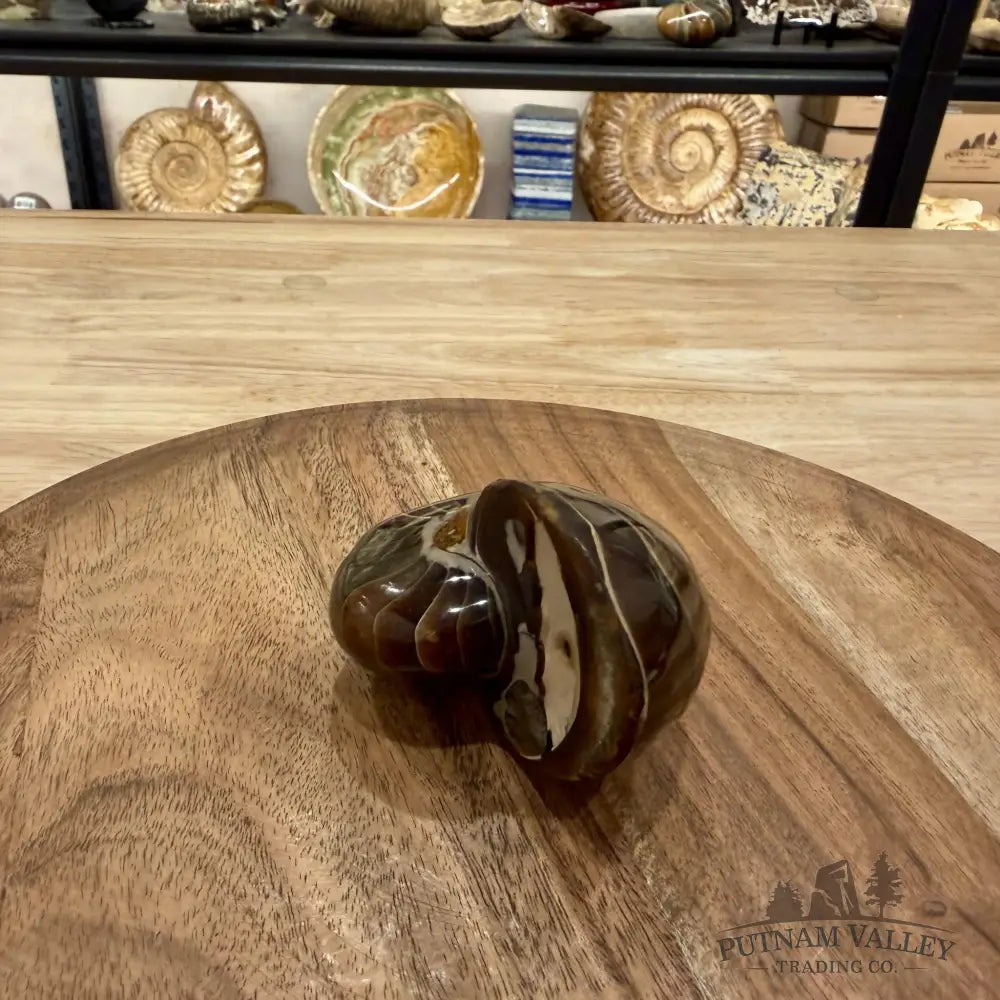 Reserve Polished Nautilus Cymatoceras Fossil 3.4’’ - Fossil Specimen