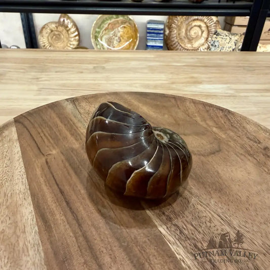 Reserve Polished Nautilus Cymatoceras Fossil 3.4’’ - Fossil Specimen