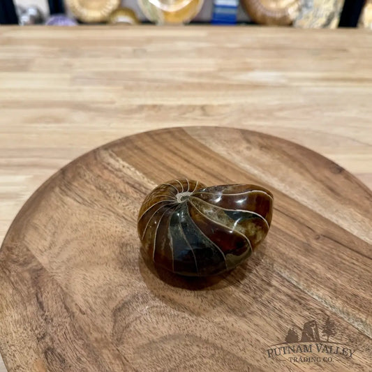 Reserve Polished Nautilus Cymatoceras Fossil 3.58’’ - Fossil Specimen