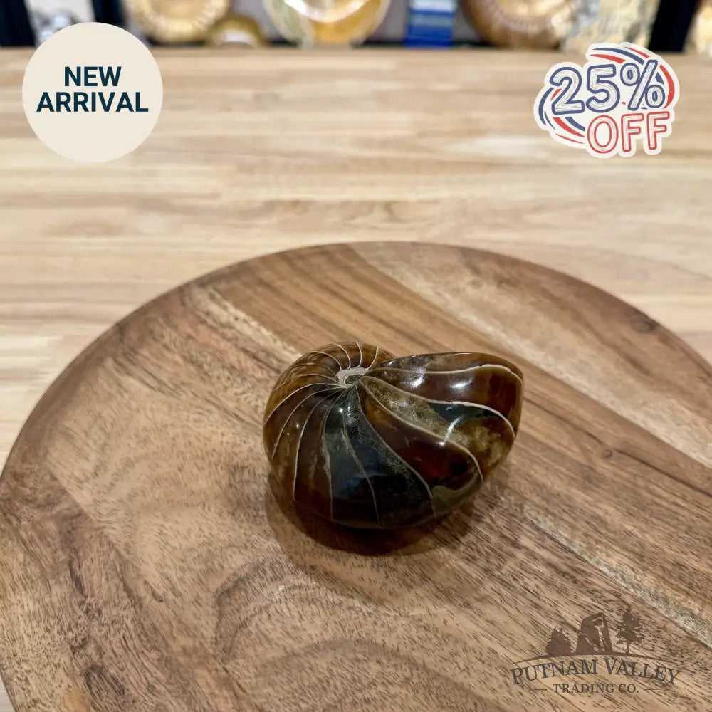 Reserve Polished Nautilus Cymatoceras Fossil 3.58’’ - Fossil Specimen