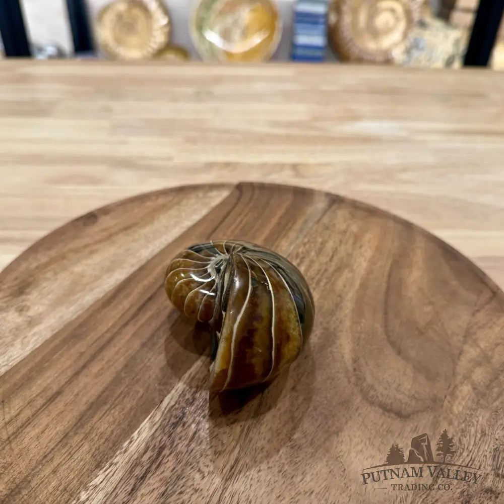Reserve Polished Nautilus Cymatoceras Fossil 3.58’’ - Fossil Specimen