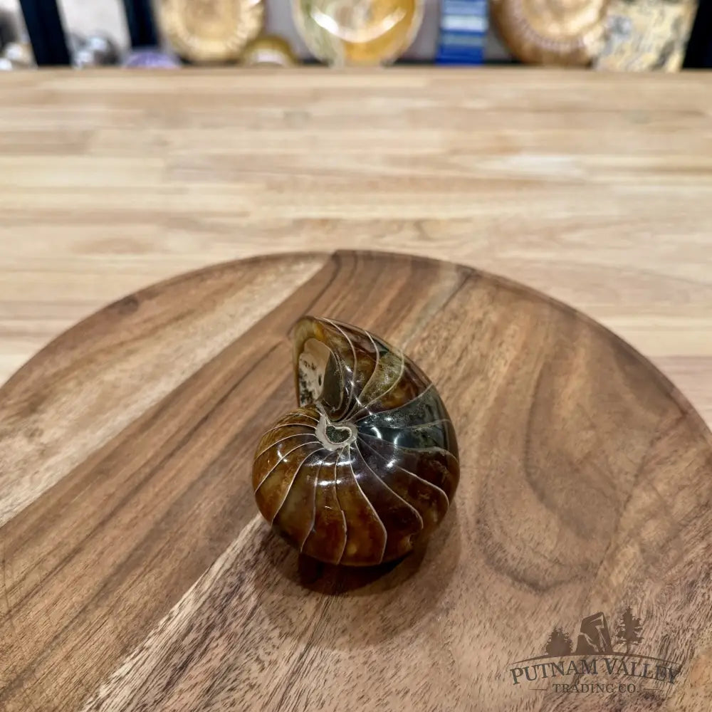 Reserve Polished Nautilus Cymatoceras Fossil 3.58’’ - Fossil Specimen