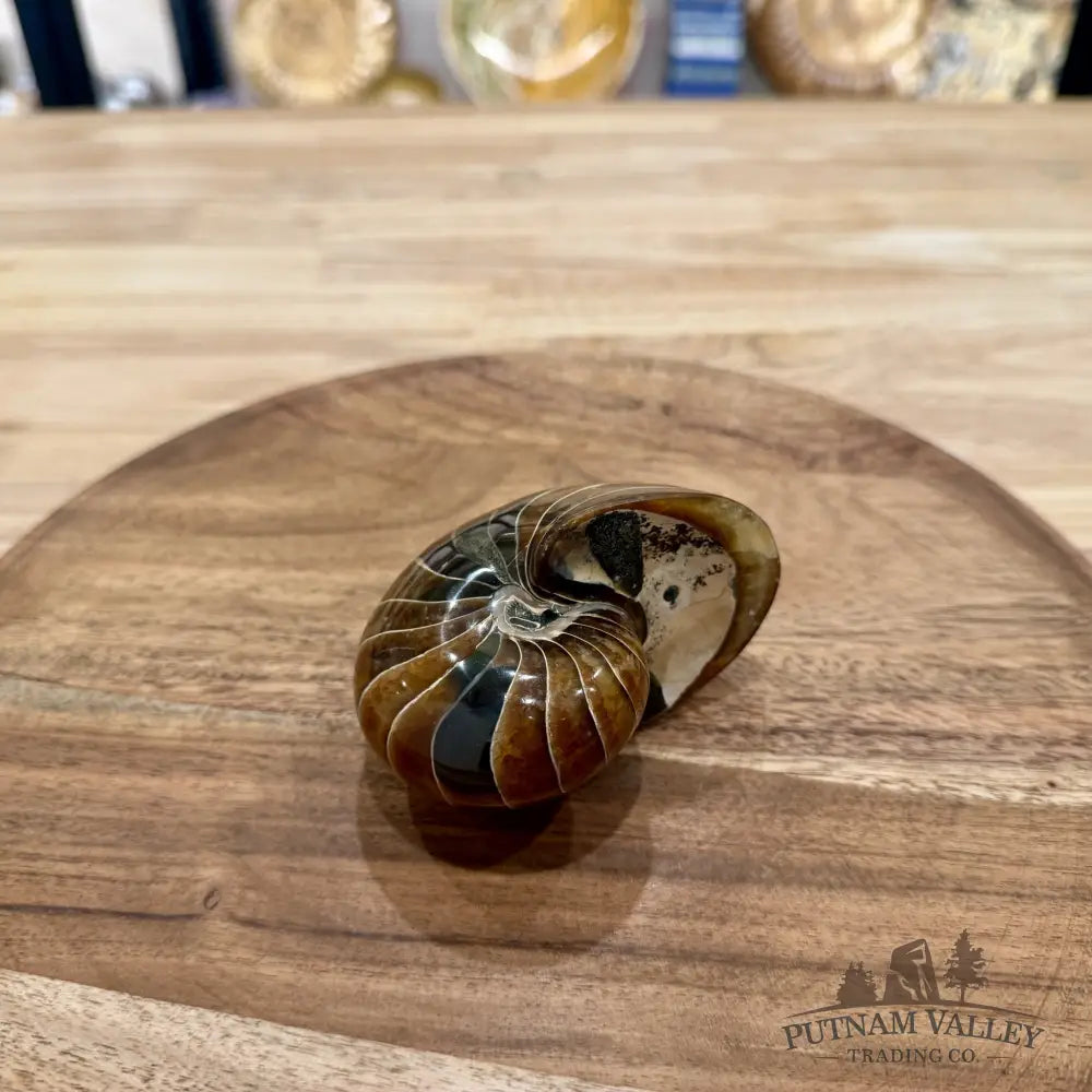 Reserve Polished Nautilus Cymatoceras Fossil 3.58’’ - Fossil Specimen