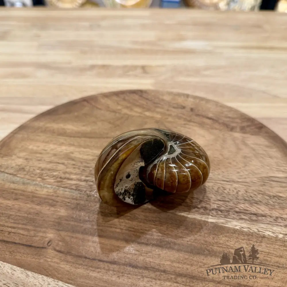 Reserve Polished Nautilus Cymatoceras Fossil 3.58’’ - Fossil Specimen