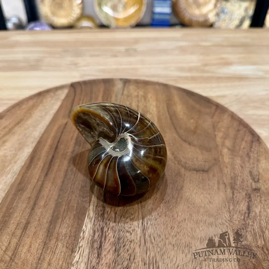 Reserve Polished Nautilus Cymatoceras Fossil 3.67’’ - Fossil Specimen
