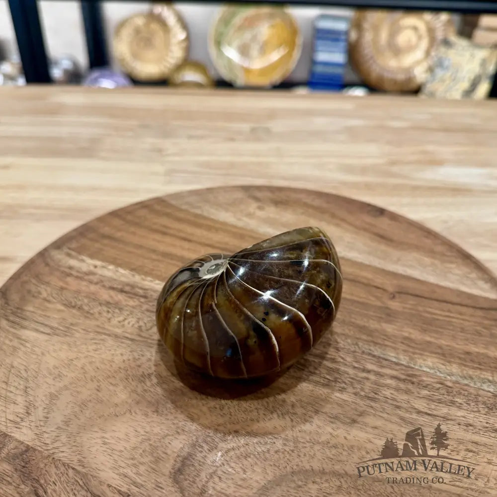 Reserve Polished Nautilus Cymatoceras Fossil 3.67’’ - Fossil Specimen