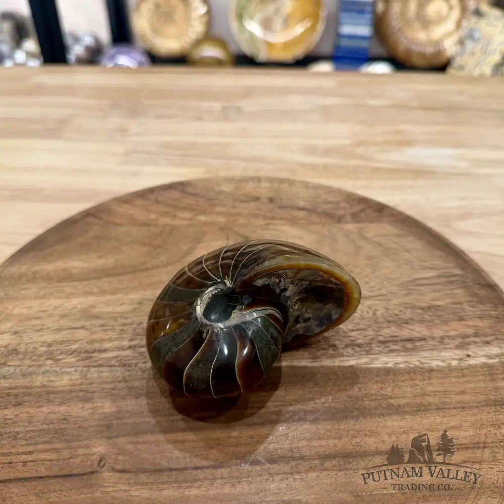Reserve Polished Nautilus Cymatoceras Fossil 3.67’’ - Fossil Specimen