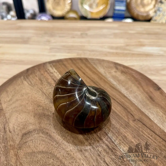 Reserve Polished Nautilus Cymatoceras Fossil 3.67’’ - Fossil Specimen