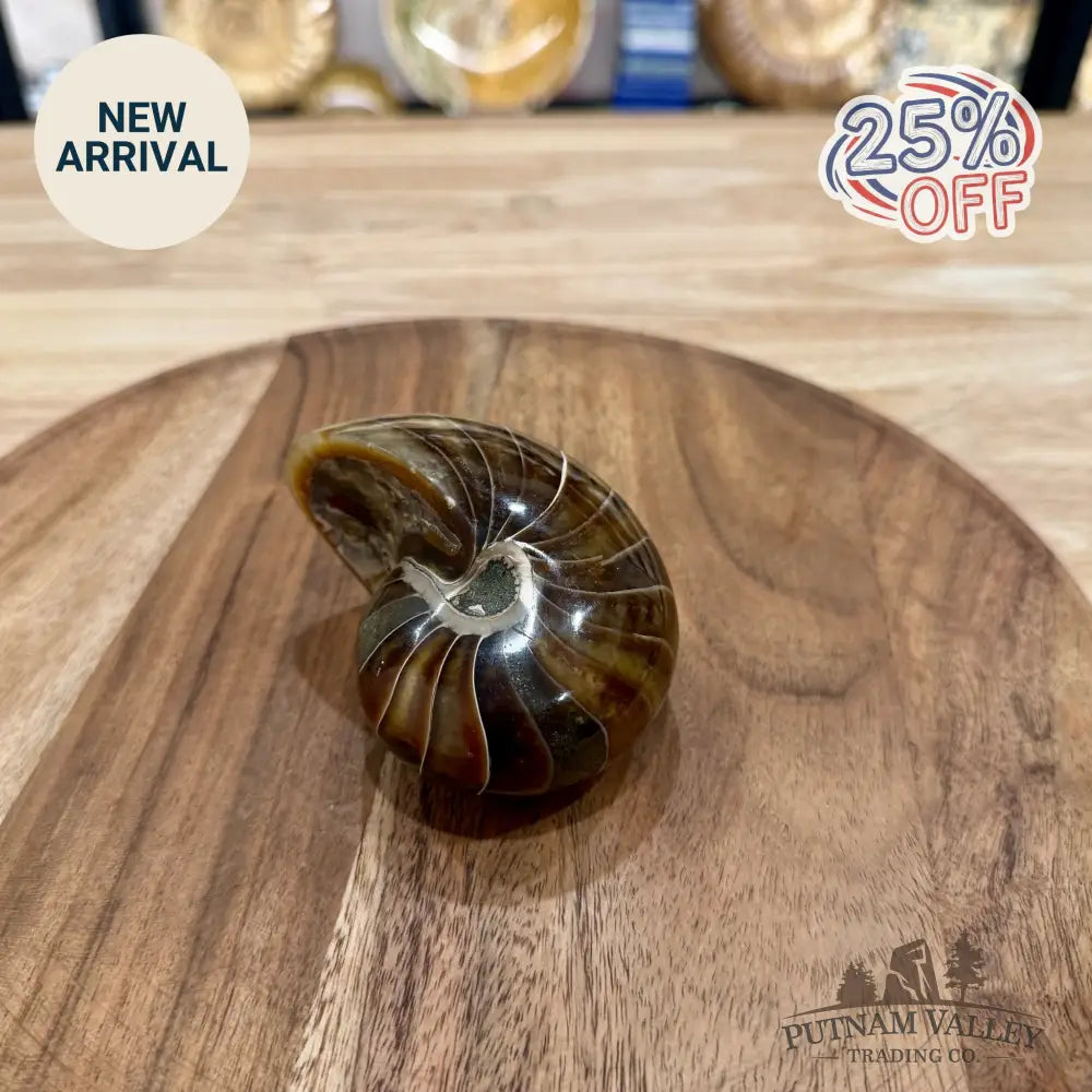 Reserve Polished Nautilus Cymatoceras Fossil 3.67’’ - Fossil Specimen