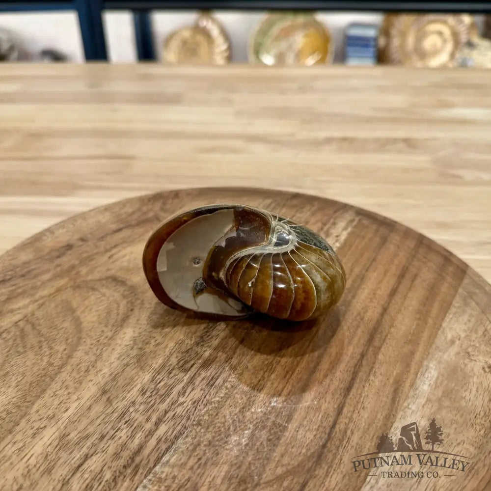Reserve Polished Nautilus Cymatoceras Fossil 3.7’’ - Fossil Specimen