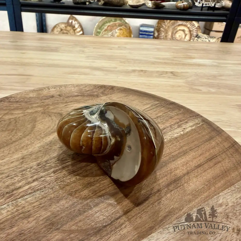 Reserve Polished Nautilus Cymatoceras Fossil 3.7’’ - Fossil Specimen