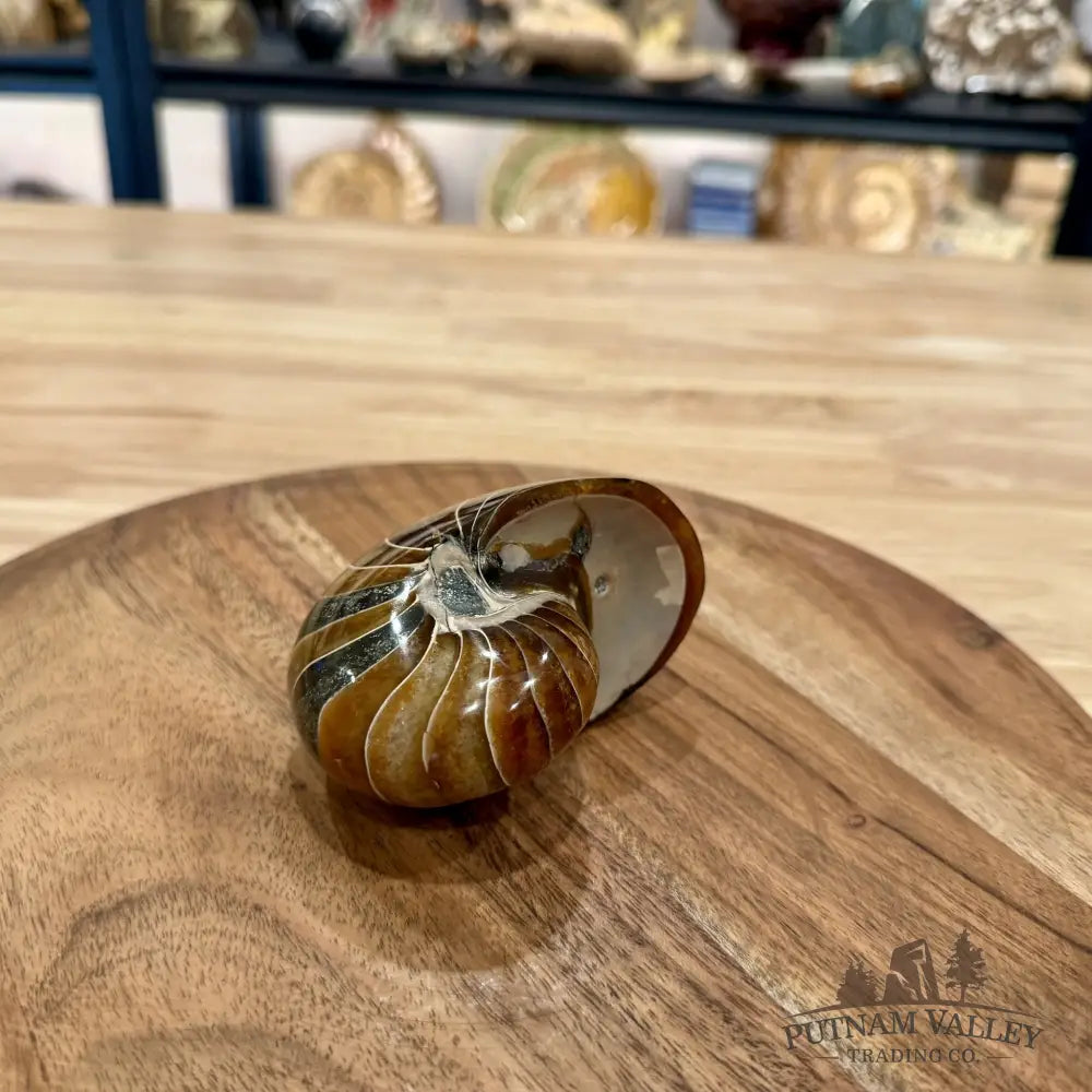 Reserve Polished Nautilus Cymatoceras Fossil 3.7’’ - Fossil Specimen