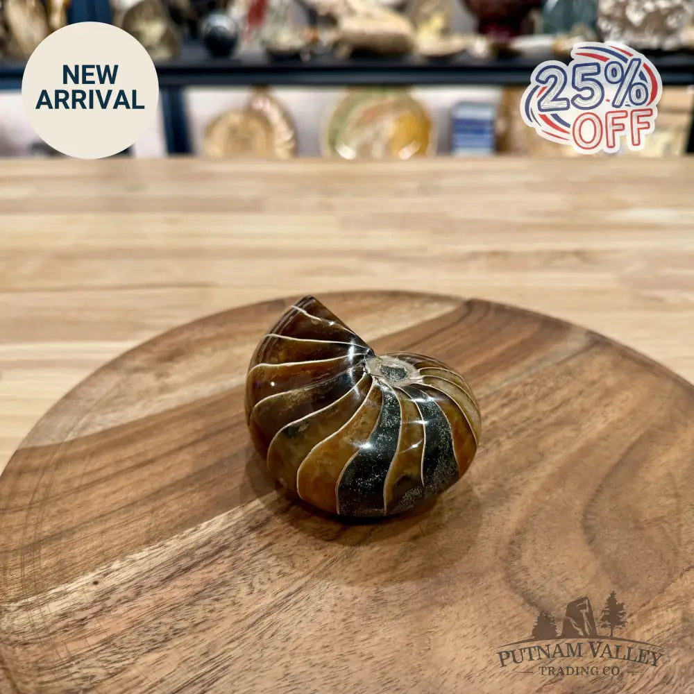 Reserve Polished Nautilus Cymatoceras Fossil 3.7’’ - Fossil Specimen