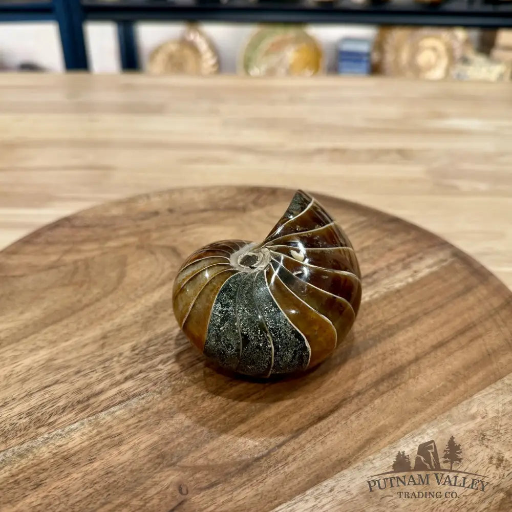 Reserve Polished Nautilus Cymatoceras Fossil 3.7’’ - Fossil Specimen