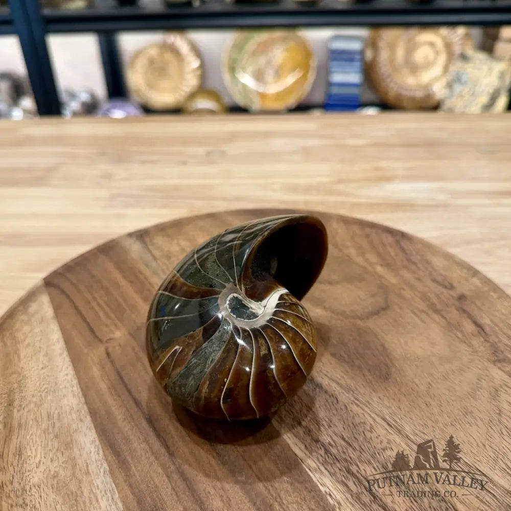 Reserve Polished Nautilus Cymatoceras Fossil 4.2’’ - Fossil Specimen