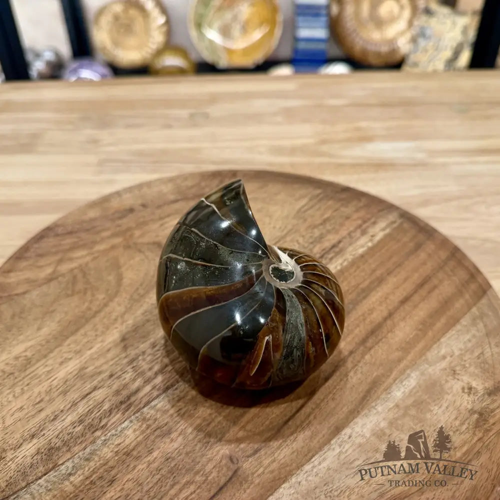 Reserve Polished Nautilus Cymatoceras Fossil 4.2’’ - Fossil Specimen
