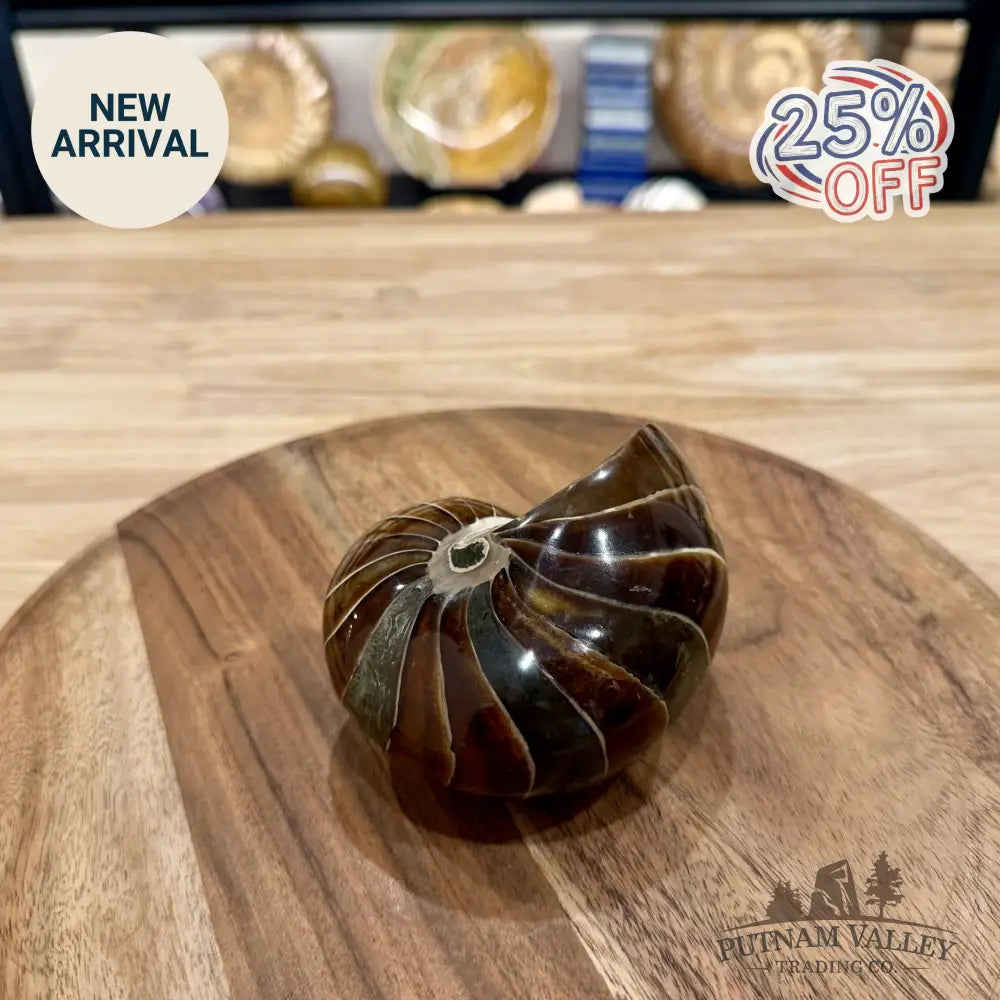 Reserve Polished Nautilus Cymatoceras Fossil 4.2’’ - Fossil Specimen