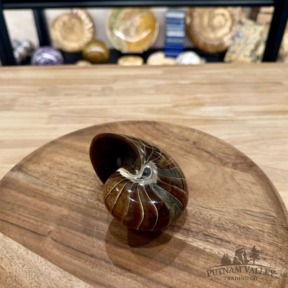 Reserve Polished Nautilus Cymatoceras Fossil 4.2’’ - Fossil Specimen