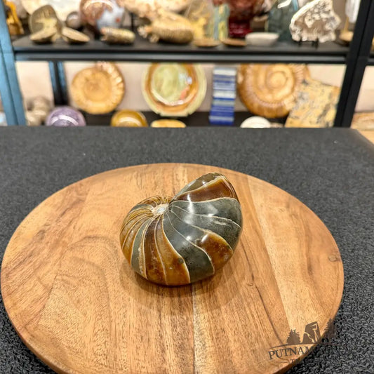 Reserve Polished Nautilus Cymatoceras Fossil 4.3’’ - Fossil Specimen