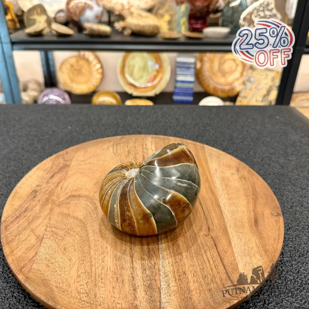 Reserve Polished Nautilus Cymatoceras Fossil 4.3’’ - Fossil Specimen