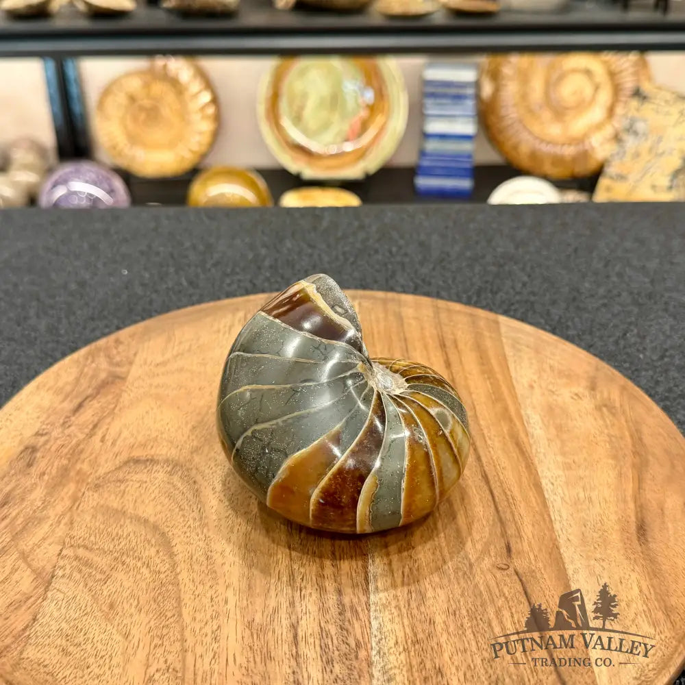 Reserve Polished Nautilus Cymatoceras Fossil 4.3’’ - Fossil Specimen