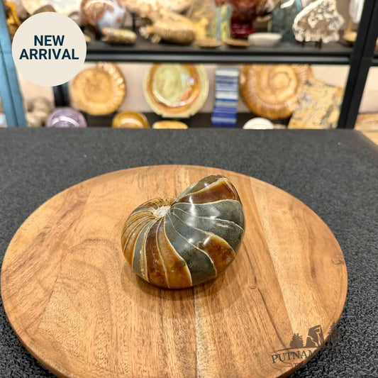 Reserve Polished Nautilus Cymatoceras Fossil 4.3’’ - Fossil Specimen