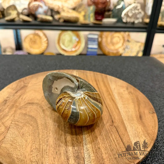 Reserve Polished Nautilus Cymatoceras Fossil 4.3’’ - Fossil Specimen