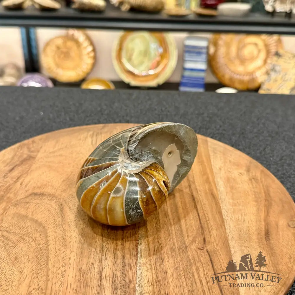 Reserve Polished Nautilus Cymatoceras Fossil 4.3’’ - Fossil Specimen