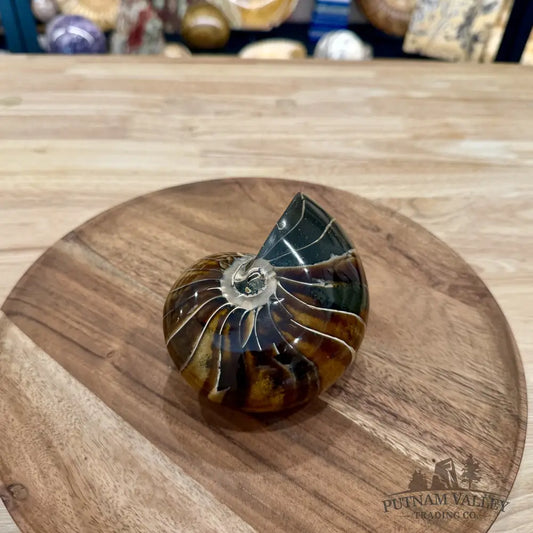 Reserve Polished Nautilus Cymatoceras Fossil 4.69’’ - Fossil Specimen