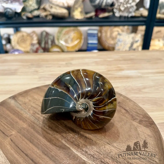 Reserve Polished Nautilus Cymatoceras Fossil 4.69’’ - Fossil Specimen