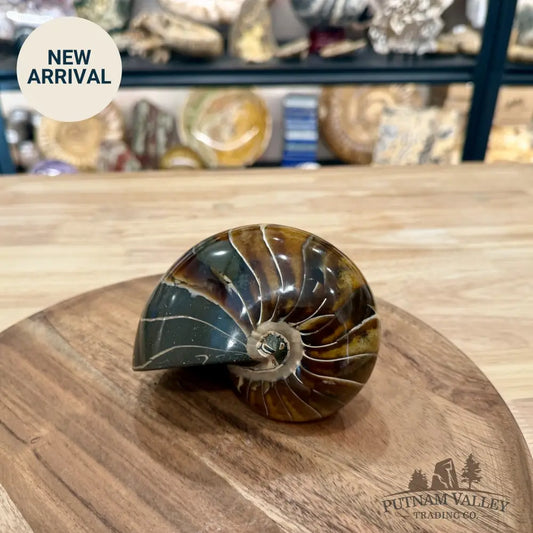 Reserve Polished Nautilus Cymatoceras Fossil 4.69’’ - Fossil Specimen