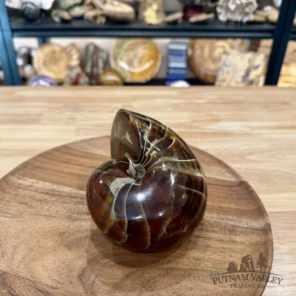 Reserve Polished Nautilus Cymatoceras Fossil 5.61’’ - Fossil Specimen