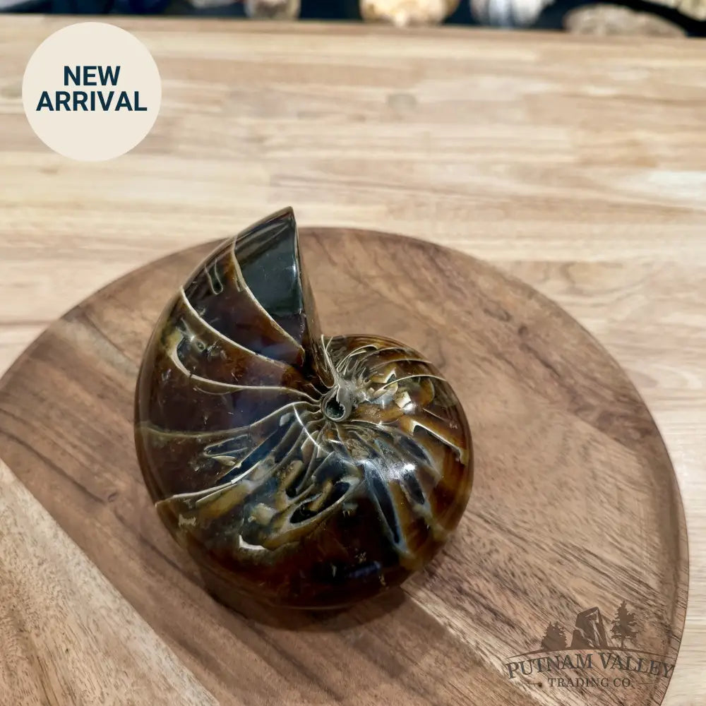 Reserve Polished Nautilus Cymatoceras Fossil 5.61’’ - Fossil Specimen