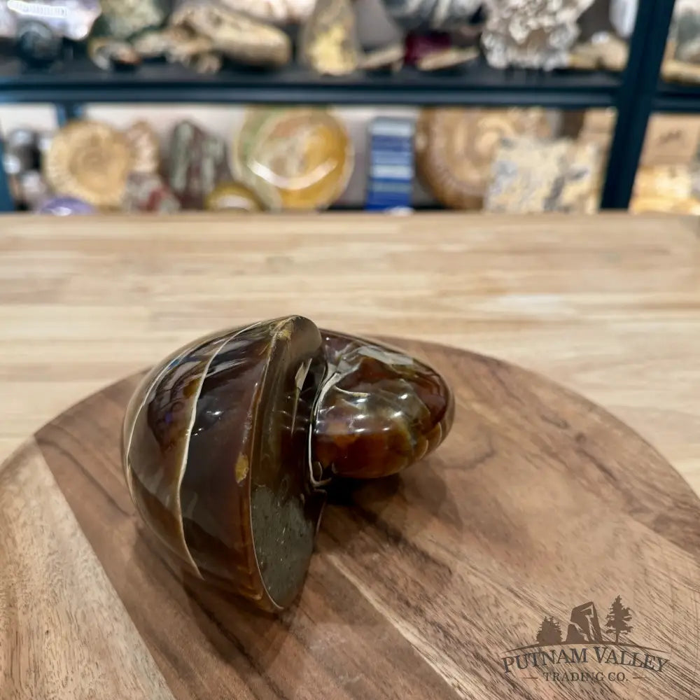 Reserve Polished Nautilus Cymatoceras Fossil 5.61’’ - Fossil Specimen