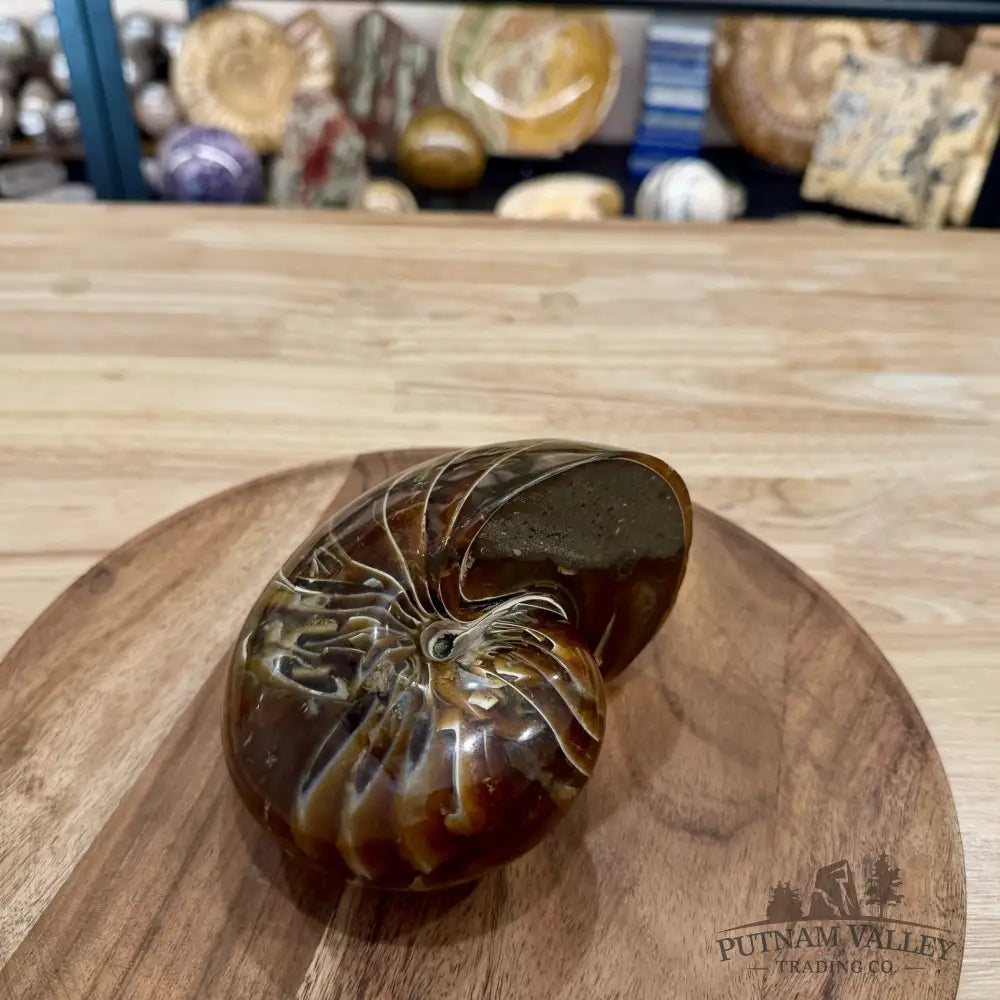Reserve Polished Nautilus Cymatoceras Fossil 5.61’’ - Fossil Specimen