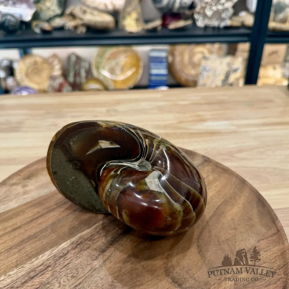 Reserve Polished Nautilus Cymatoceras Fossil 5.61’’ - Fossil Specimen